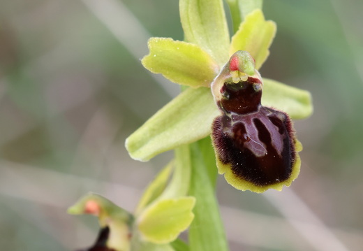 Ophrys virescens 020 1Q2A0632