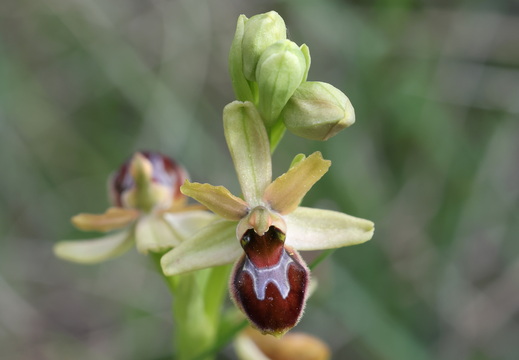 Ophrys virescens 021 1Q2A0637
