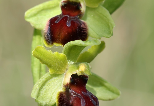 Ophrys virescens 022 1Q2A0647