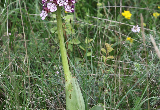 Orchis purpurea 026 1Q2A0626