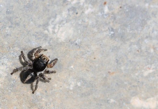 Aelurillus v-insignitus 027 1Q2A0769