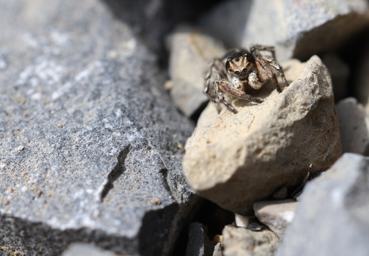 Aelurillus v-insignitus 029 1Q2A0797