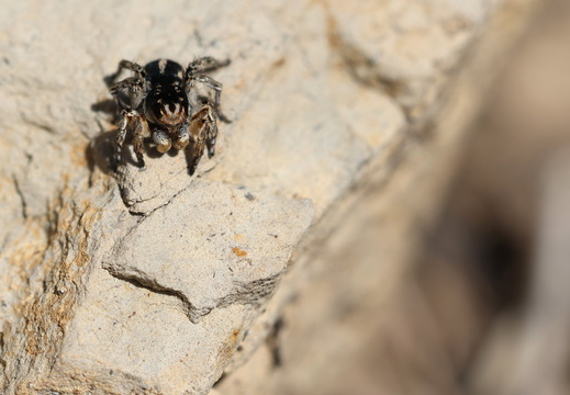 Aelurillus v-insignitus 033 1Q2A0815