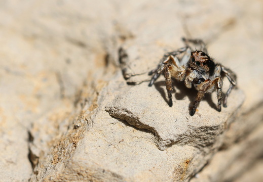 Aelurillus v-insignitus 035 1Q2A0828