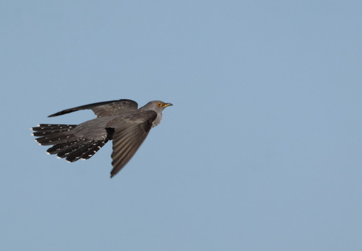Coucou gris 037 1Q2A1048