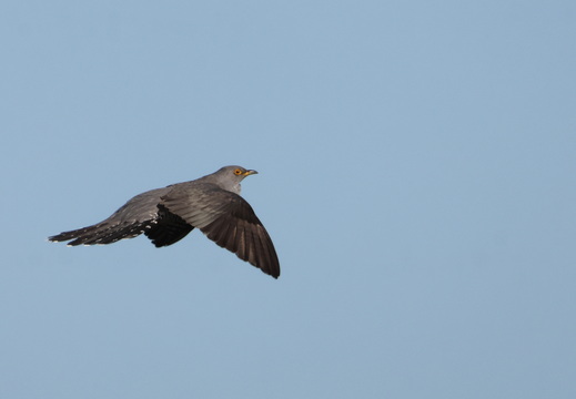 Coucou gris 038 1Q2A1055