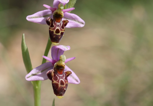 Ophrys scolopax 044 1Q2A1901
