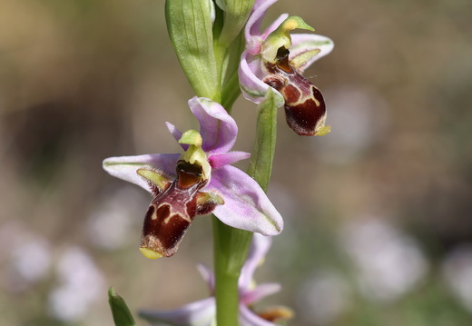 Ophrys scolopax 045 1Q2A1902