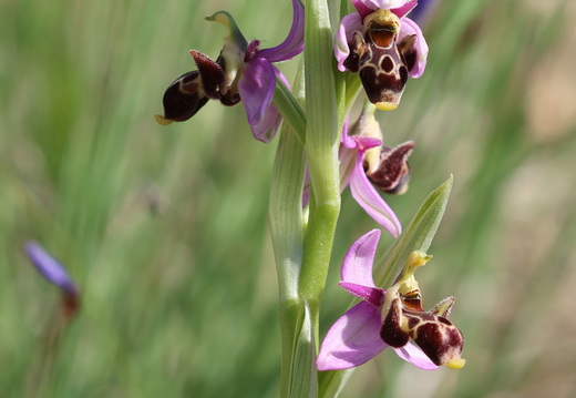 Ophrys scolopax 047 1Q2A1947