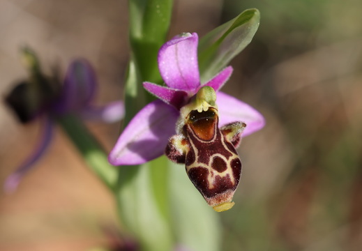 Ophrys scolopax 048 1Q2A1958