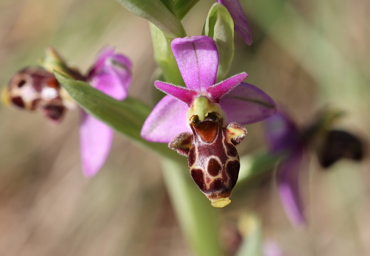 Ophrys scolopax 049 1Q2A1960