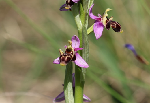 Ophrys scolopax 050 1Q2A1967