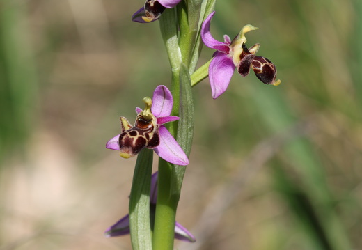 Ophrys scolopax 051 1Q2A1969