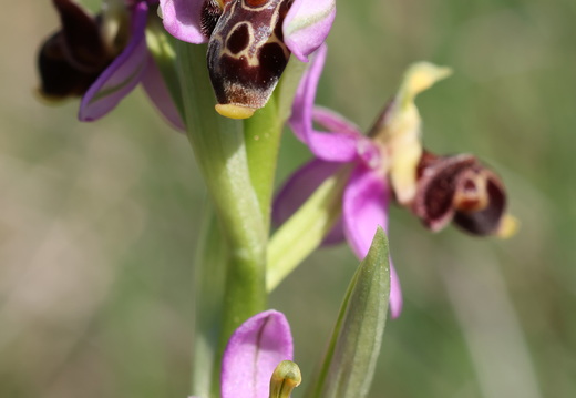 Ophrys scolopax 052 1Q2A1975