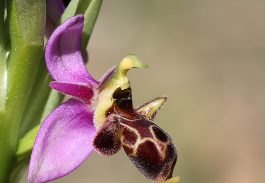 Ophrys scolopax 053 1Q2A1976