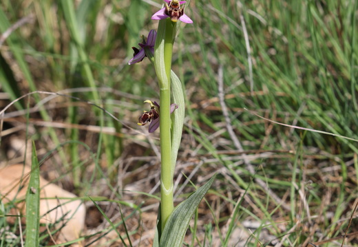 Ophrys scolopax 054 1Q2A1980