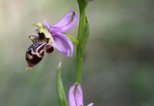 Ophrys scolopax 055 1Q2A1986