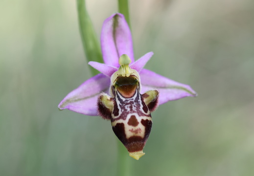 Ophrys scolopax 056 1Q2A1992