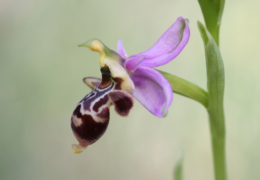 Ophrys scolopax 057 1Q2A1994