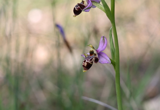 Ophrys scolopax 058 1Q2A2007