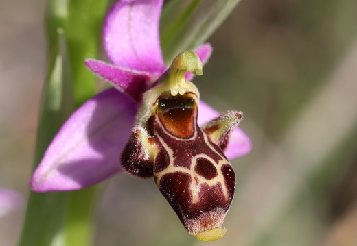 Ophrys scolopax 046 1Q2A1943
