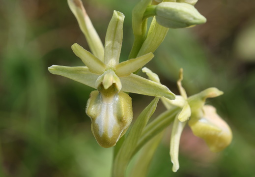 Ophrys aranifera 066 hypochrome 1Q2A2030