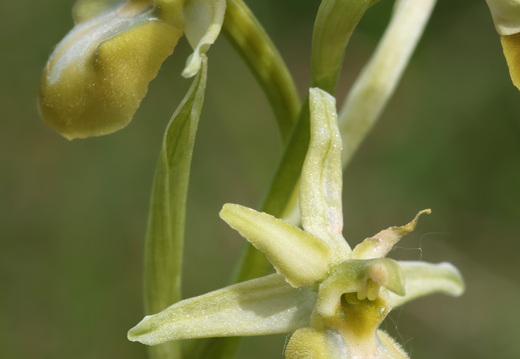 Ophrys aranifera 067 hypochrome 1Q2A2038