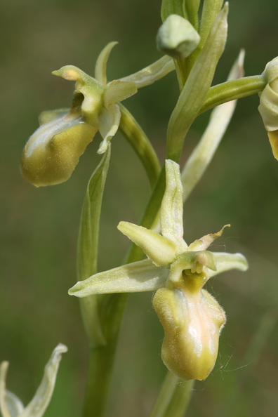 Ophrys aranifera 067 hypochrome 1Q2A2038.jpg