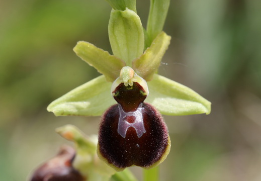 Ophrys aranifera 068 1Q2A2065