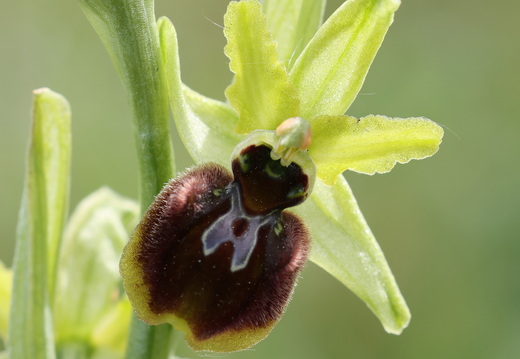 Ophrys aranifera 069 1Q2A2071