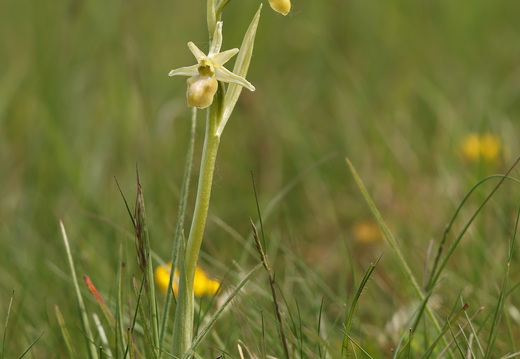Ophrys aranifera 070 hypochrome 1Q2A2076
