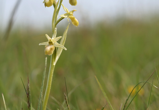 Ophrys aranifera 071 hypochrome 1Q2A2078