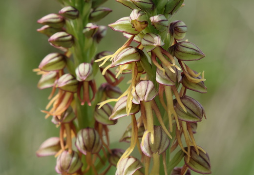 Orchis anthropohora