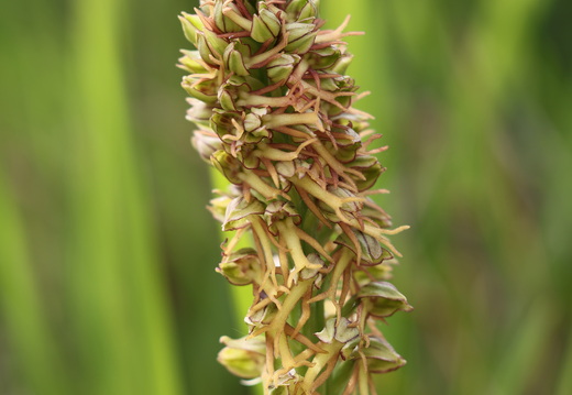 Orchis anthropophora 017 1Q2A2244