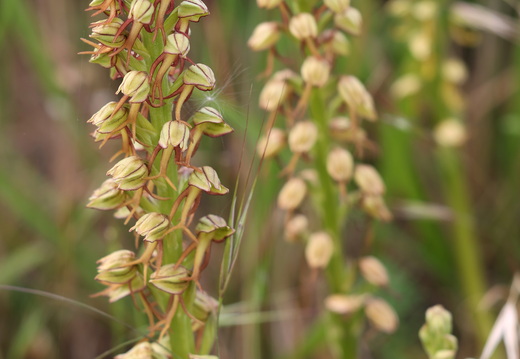 Orchis anthropophora 018 1Q2A2272