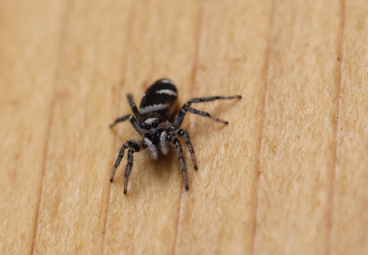 Salticus scenicus 027 1Q2A4140