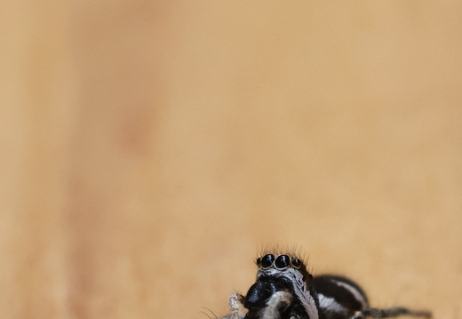 Salticus scenicus 028 1Q2A4145