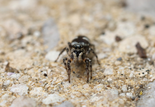 Salticus scenicus 029 1Q2A6654