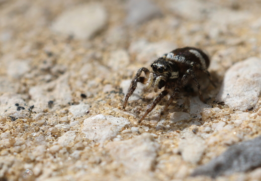 Salticus scenicus 030 1Q2A6663