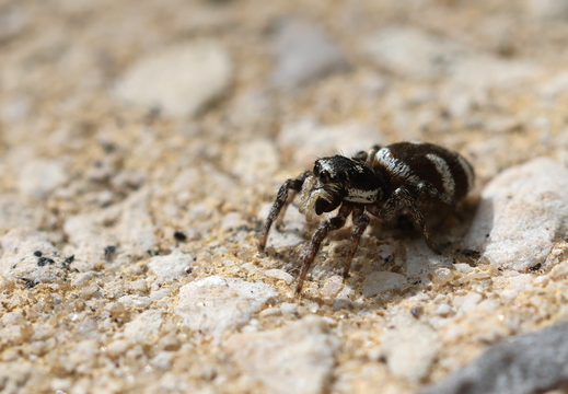 Salticus scenicus 031 1Q2A6666