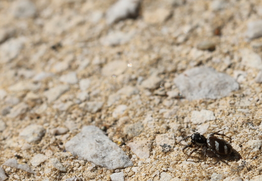 Salticus scenicus 032 1Q2A6670