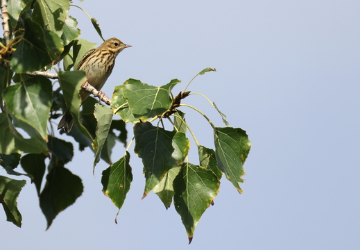 Pipit des arbres 013 1Q2A2871
