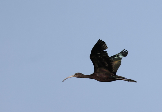 Ibis falcinelle 049 1Q2A2223