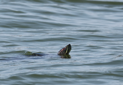 Trachemys scripta 001 1Q2A1419